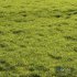 Meadow Lawn Grassland Set 010 - Thumbnail 1