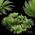 Mother spleenwort Fern Asplenium bulbiferum - Thumbnail 3