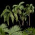 Queen Palm Tree Syagrus Romanzoffiana - Thumbnail 1