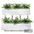 Showcase Office Plants Execuflora Air Purifying - Thumbnail 1