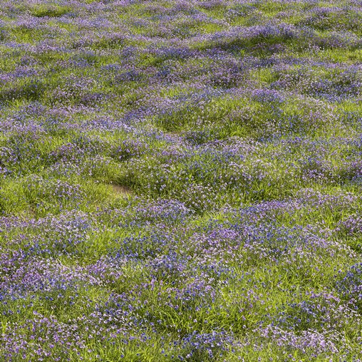 Meadow Lawn Grassland Set 015