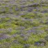 Meadow Lawn Grassland Set 015 - Thumbnail 1