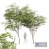 Ziziphus Jujuba Chinesische Dattel Green Fruit Tree - Thumbnail 1