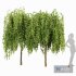 Weeping Mulberry Bagged Ornamental Chaparral - Thumbnail 1