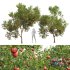 Punica Granatum Pomegranate Fruit Tree - Thumbnail 1