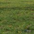 Meadow Lawn Grassland Set 012 - Thumbnail 1