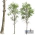 Fagus Sylvatica03 Trees - Thumbnail 1