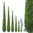 Caragh Nurseries Cupressus sempervirens pyramidalis Italian Cypress Pencil Cypress - Thumbnail 1