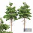 Pine Tree Planting Whaite - Thumbnail 1