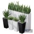 Partition Office Plants Sanseveria Snake Air Purifying - Thumbnail 1