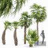 Sabal Palmetto Cabbage Palm Tree - Thumbnail 1