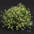 Coronilla Valentina Glauca Flower Bush - Thumbnail 4