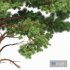 Pine Tree Planting Whaite - Thumbnail 2