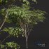 Ziziphus Jujuba Chinesische Dattel Green Fruit Tree - Thumbnail 3