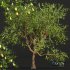 Pear Pyrus Communis Green Fruit tree - Thumbnail 2