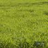 Meadow Lawn Grassland Set 014 - Thumbnail 2