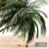 coconut palm tree on beach 4 tree - Thumbnail 3