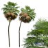 Acoelorrhaphe Wrightii Tall Tree - Thumbnail 3
