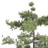 Pinus Echinata03 Trees - Thumbnail 2