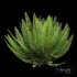 Mother spleenwort Fern Asplenium bulbiferum - Thumbnail 1