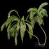 Queen Palm Tree Syagrus Romanzoffiana - Thumbnail 2