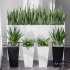 Partition Office Plants Sanseveria Snake Air Purifying - Thumbnail 3