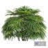 New Plant High detail Rhapis Excelsa Bush - Thumbnail 2