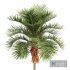 Christmas Palm Manila Palm Adonidia Veitchia Merrillii - Thumbnail 2