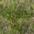 Meadow Lawn Grassland Set 001 - Thumbnail 6