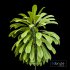 Broad Leaved Palm Lily Cordyline Petiolaris - Thumbnail 2