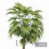 Sabal Palmetto Cabbage Palm Tree - Thumbnail 3