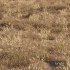 Meadow Lawn Grassland-dry and desert meadow-set 013 - Thumbnail 6