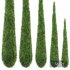 Caragh Nurseries Cupressus sempervirens pyramidalis Italian Cypress Pencil Cypress - Thumbnail 2