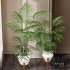 Kentia Marius House Plant - Thumbnail 5