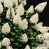 Hydrangea Paniculata Phantom - Thumbnail 2