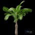 Bottle Palm Tree Hyophorbe lagenicaulis Tall - Thumbnail 2