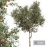 Citrus Dancy Mandarin Tangerine Fruit Tree - Thumbnail 4