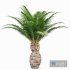 Canary Island Date Palm Phoenix Canariensis 6 Trees - Thumbnail 2