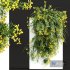 Coronilla Valentina Glauca Wall Flower - Thumbnail 2