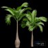 Bottle Palm Tree Hyophorbe lagenicaulis Tall - Thumbnail 4