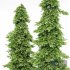Spruce 2Tree - Thumbnail 3