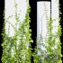 Plants Hanging On Pillars 01 - Thumbnail 3