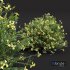 Coronilla Valentina Glauca Flower Bush - Thumbnail 2