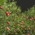 Punica Granatum Pomegranate Fruit Tree - Thumbnail 3