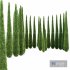 Caragh Nurseries Cupressus sempervirens pyramidalis Italian Cypress Pencil Cypress - Thumbnail 3