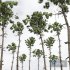 Pinus Engelmannii02 Trees - Thumbnail 3