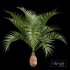 Bottle palm tree hyophorbe lagenicaulis - Thumbnail 2