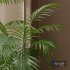 Kentia Marius House Plant - Thumbnail 3