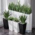 Partition Office Plants Sanseveria Snake Air Purifying - Thumbnail 4