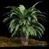 Forest lawn Iron Fern Plant 9Models Bush - Thumbnail 3